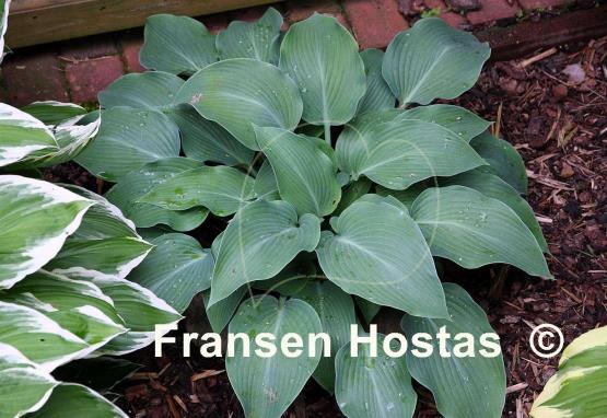 Hosta Devon Blue