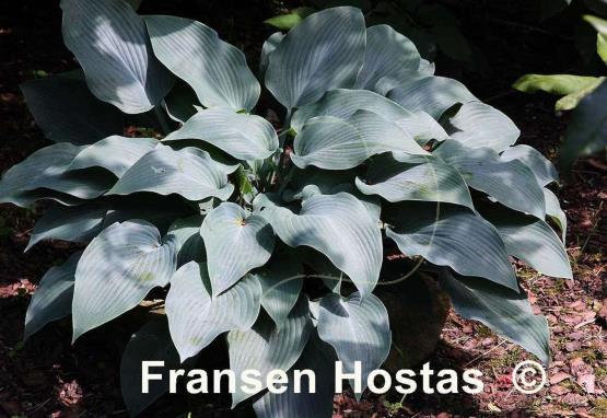 Hosta Devon Blue