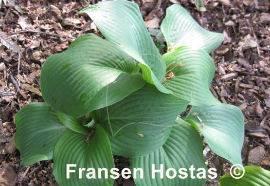 Hosta Devon Blue