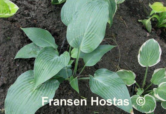 Hosta Devon Blue