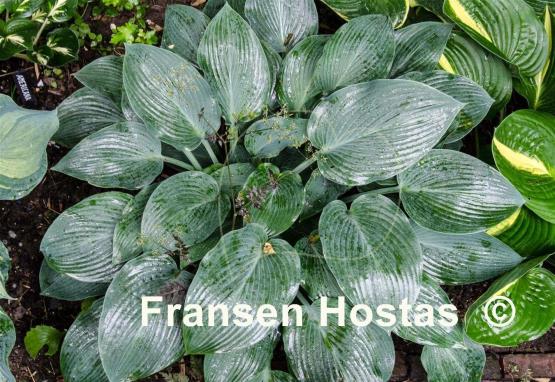 Hosta Devon Blue