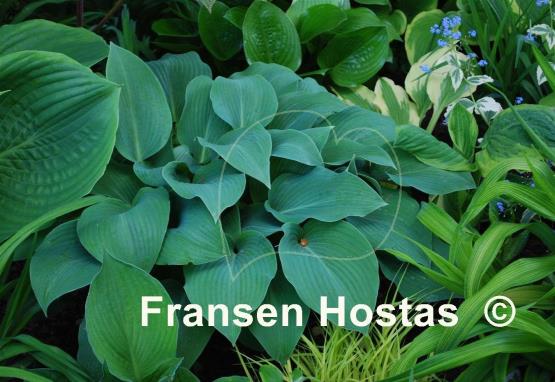 Hosta Devon Blue