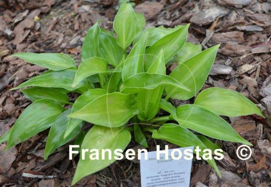 Hosta Devon Cloud