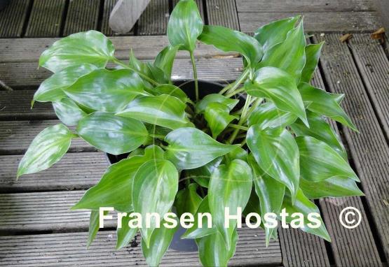 Hosta Devon Cloud