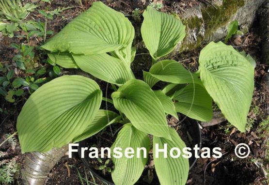 Hosta Devon Desire