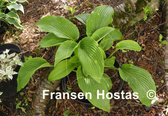 Hosta Devon Desire