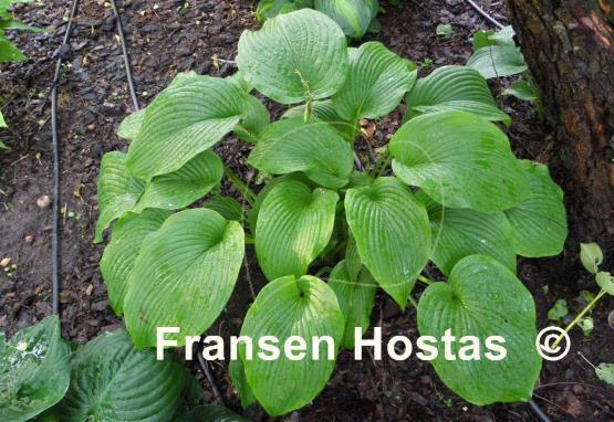 Hosta Devon Desire