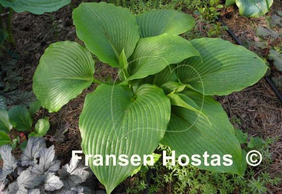 Hosta Devon Discovery