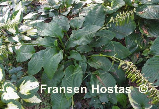 Hosta Devon Discovery