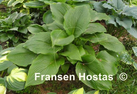 Hosta Devon Discovery