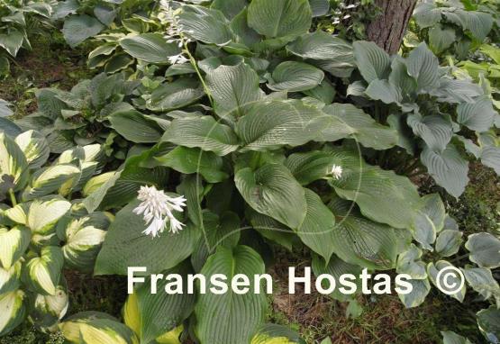 Hosta Devon Discovery