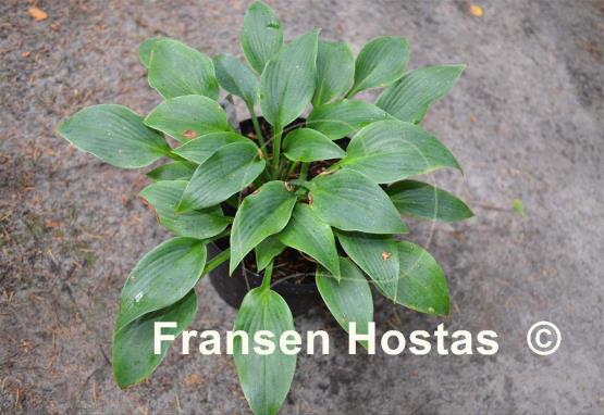 Hosta Devon Dream
