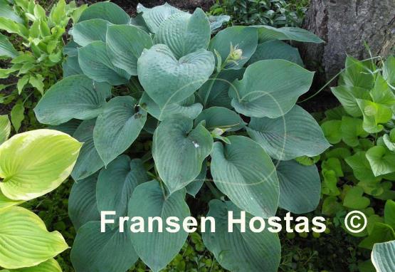 Hosta Devon Giant