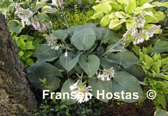 Hosta Devon Giant