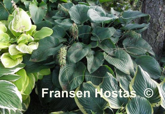 Hosta Devon Giant