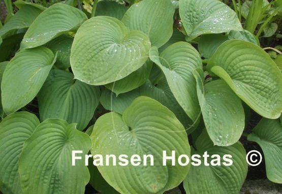 Hosta Devon Giant