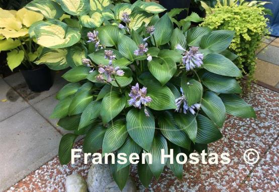 Hosta Devon Green