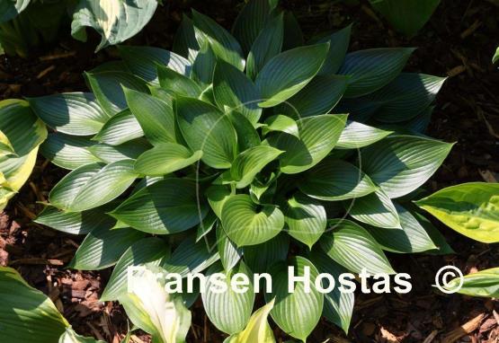 Hosta Devon Green