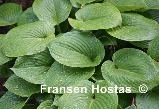 Hosta Devon Tor