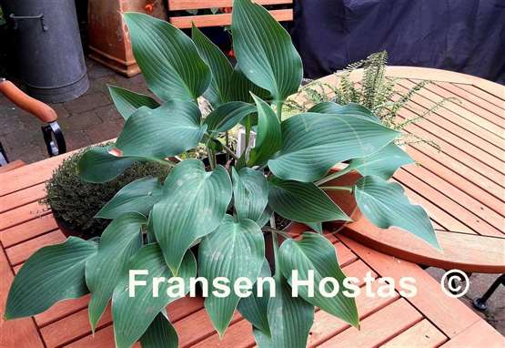 Hosta Dewed Steel