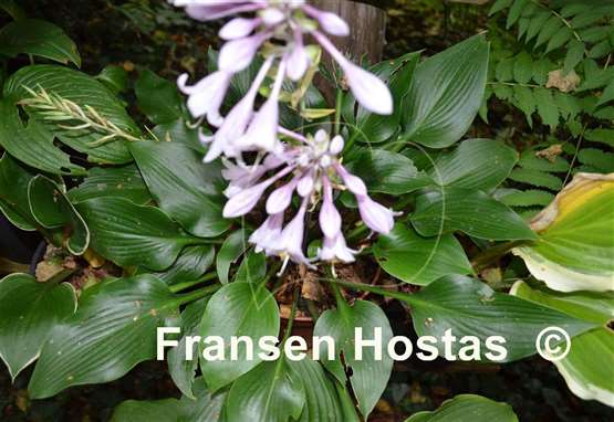 Hosta Dewed Steel