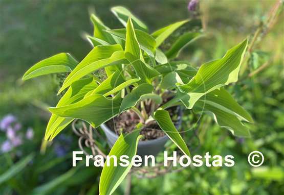 Hosta Dewed Steel