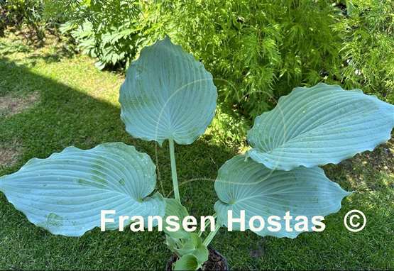 Hosta Diamond Lake