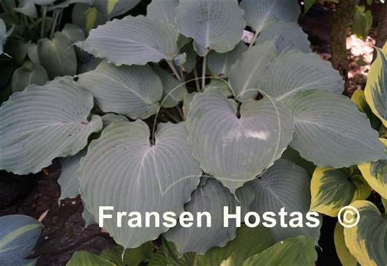 Hosta Diamond Lake