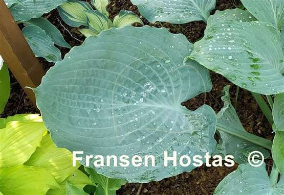 Hosta Diamond Lake