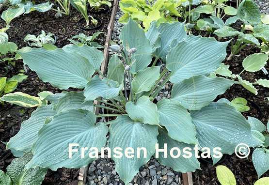 Hosta Diamond Lake