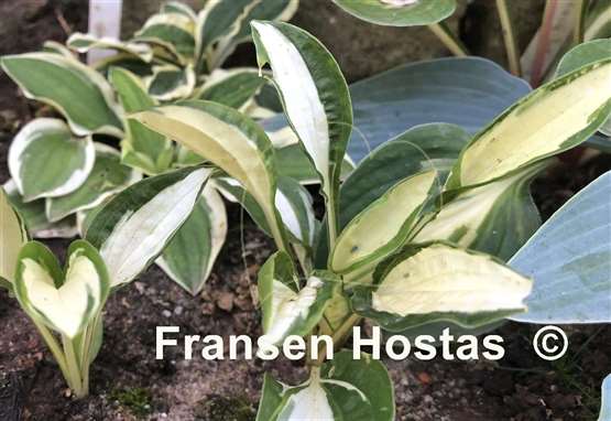 Hosta Diamond Necklace