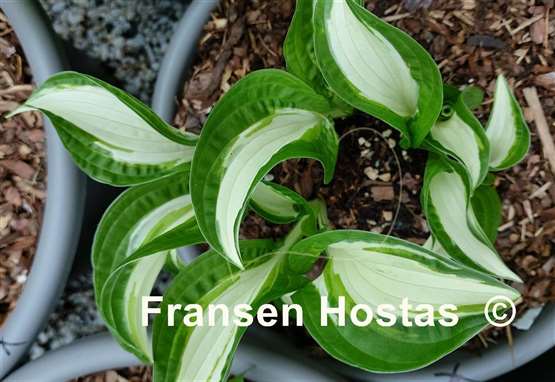 Hosta Diamond Necklace