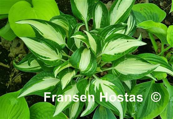 Hosta Diamond Necklace