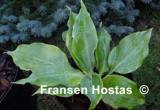 Hosta Diamond Lake