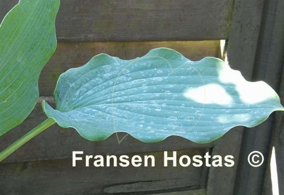Hosta Diamond Lake