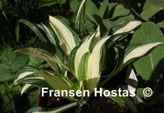 Hosta Diamond Necklace