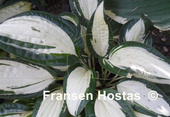 Hosta Diamond Necklace