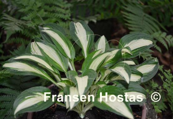 Hosta Diamond Necklace