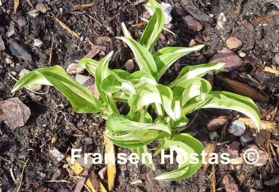 Hosta Diamond Necklace