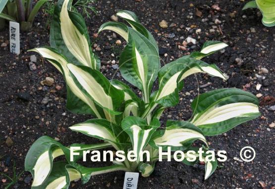 Hosta Diamond Necklace