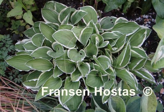 Hosta Diamond Tiara