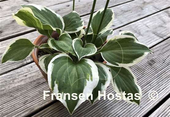 Hosta Diamonds are Forever