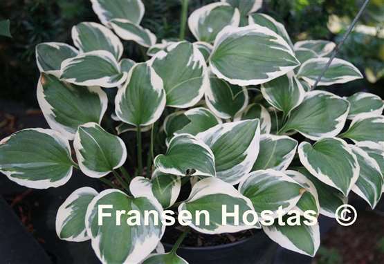 Hosta Diamonds are Forever