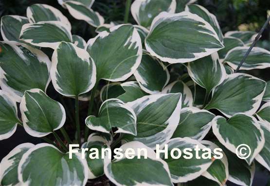 Hosta Diamonds are Forever