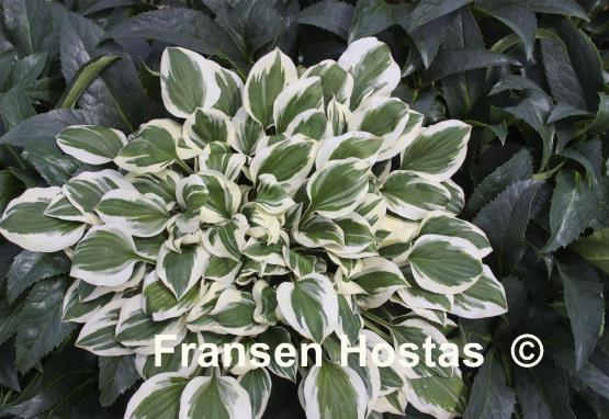 Hosta Diamonds are Forever