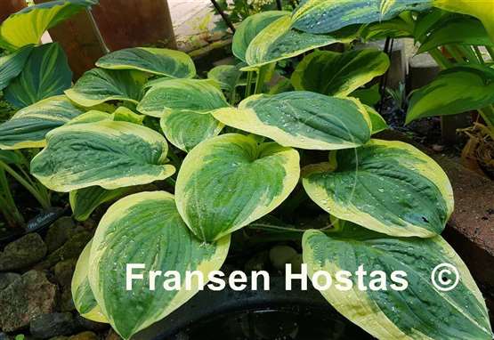 Hosta Diana Remembered