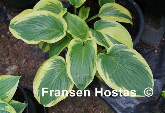 Hosta Diana Remembered