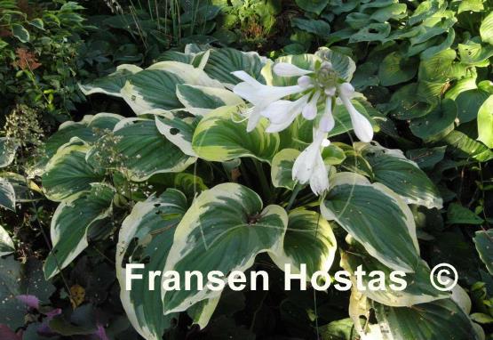 Hosta Diana Remembered