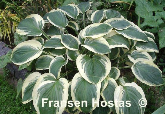 Hosta Diana Remembered