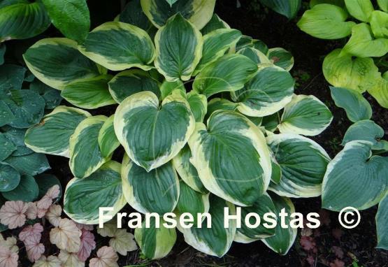 Hosta Diana Remembered